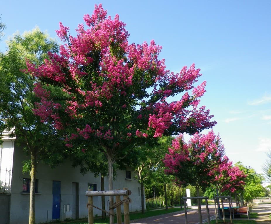 Lilas des Indes au Parc de Gerland 