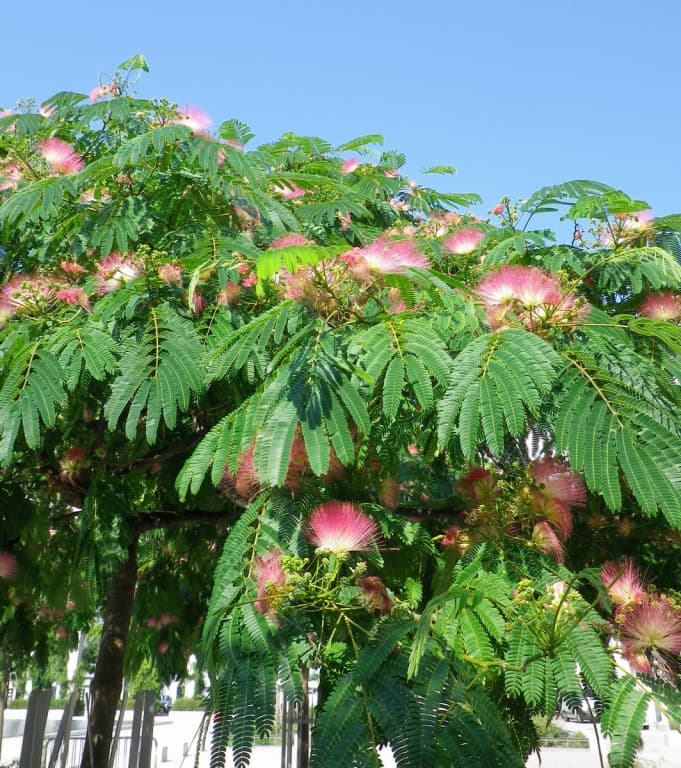 Magnifiques fleurs d'albizia