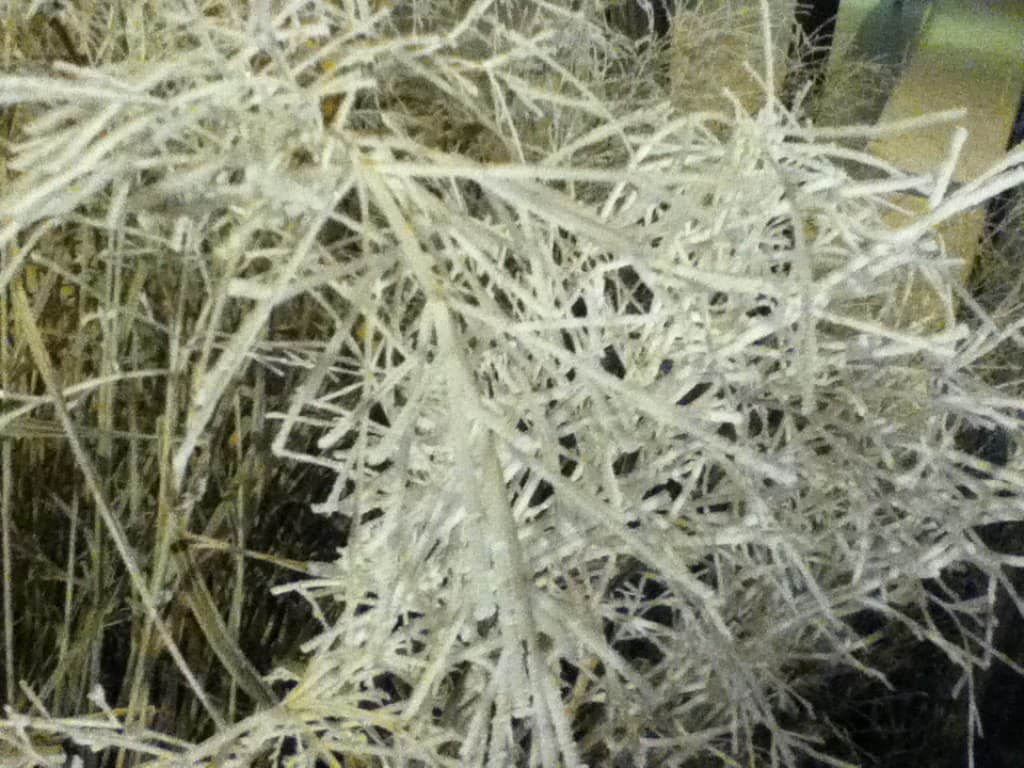 plantes verglaçees par la brume