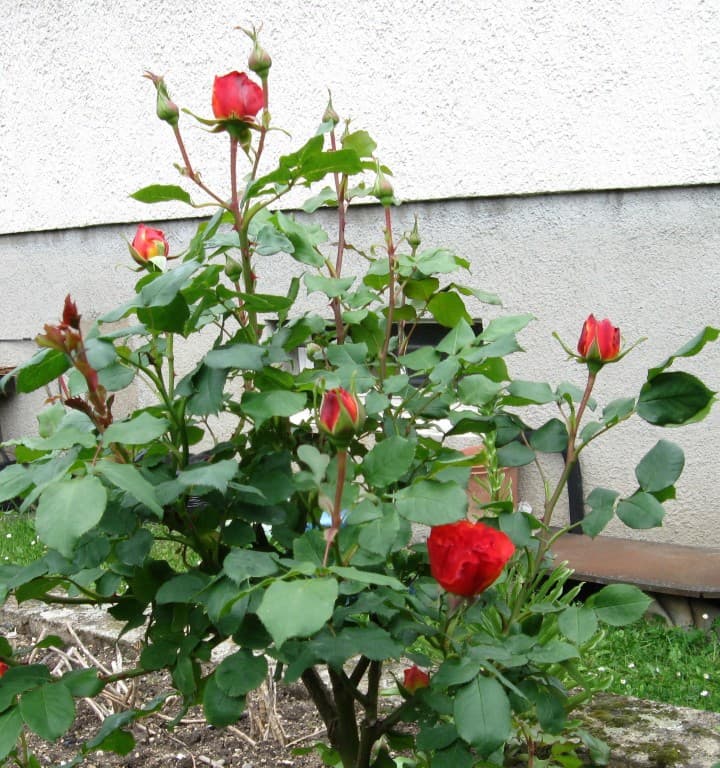 Premières roses