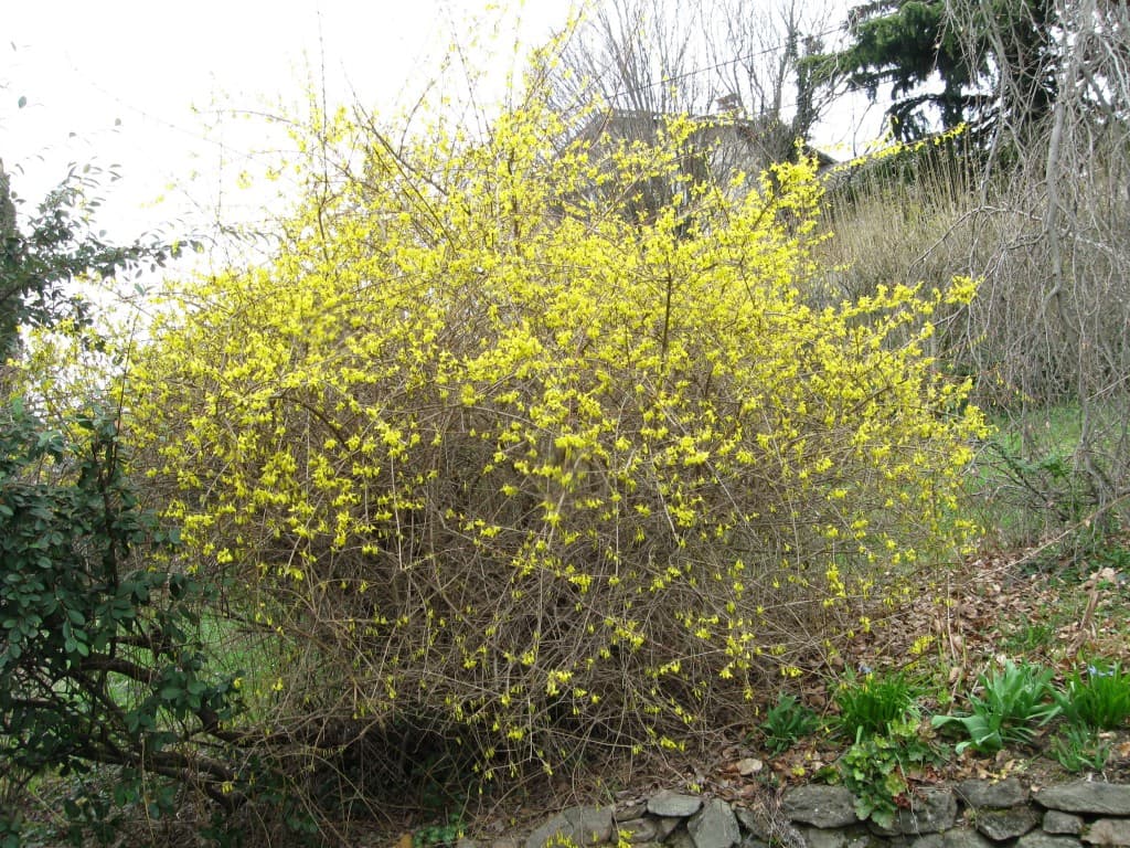 Printemps :forsythia