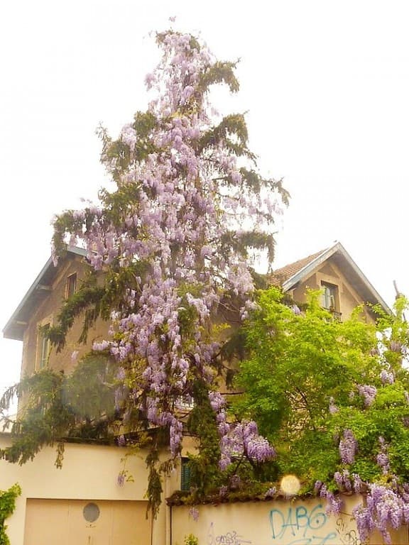 sapin en fleurs...de glycine