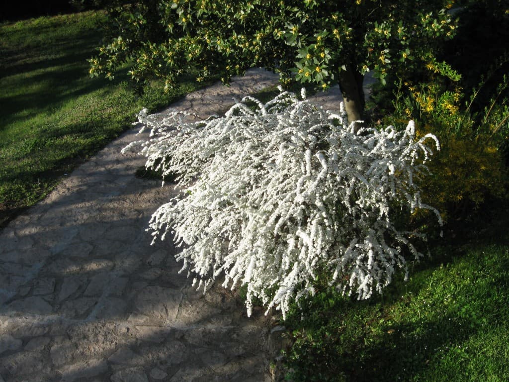 spirée