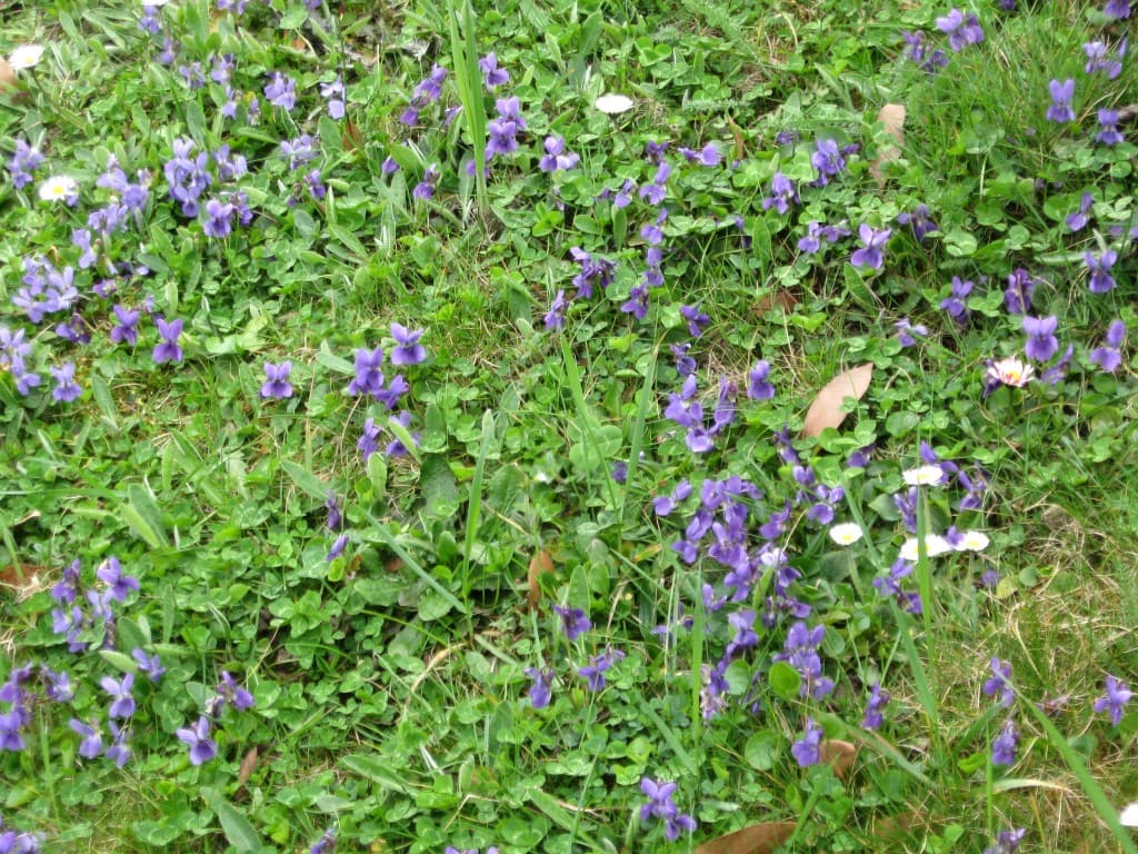 Toujours printemps : violettes