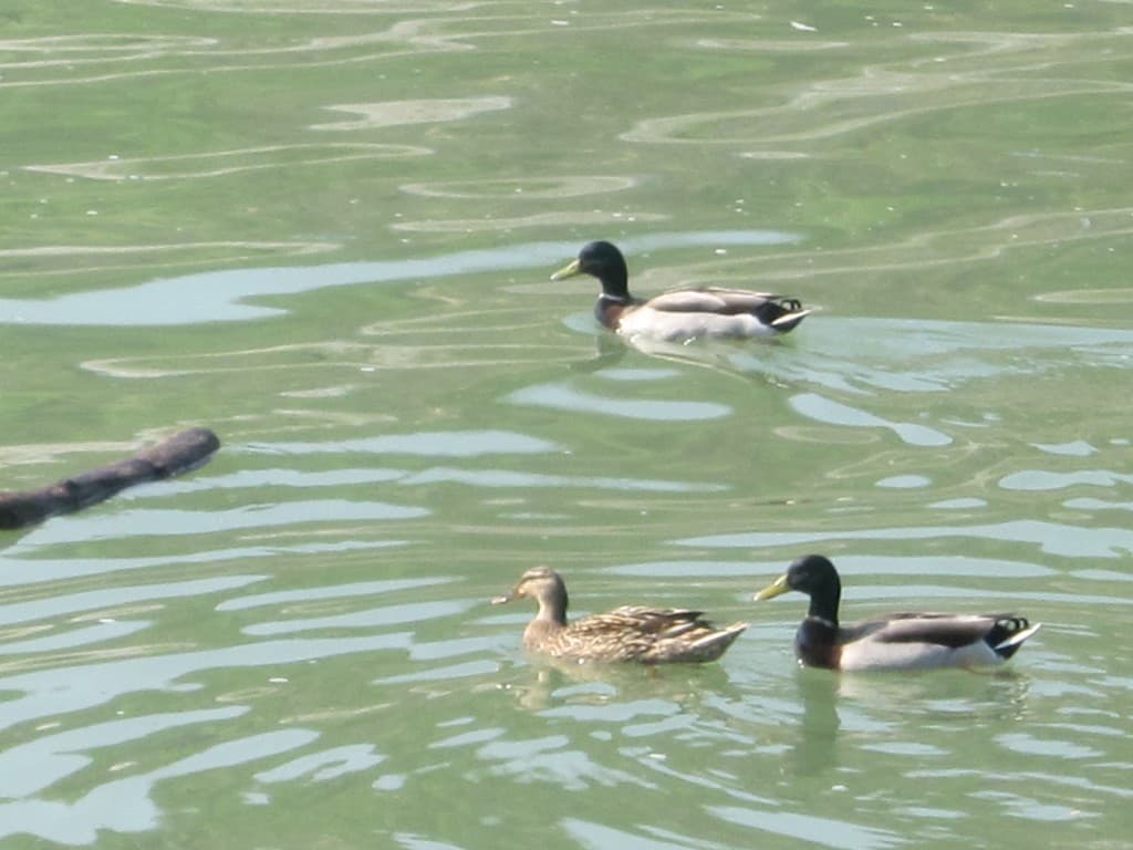 Un trio de Colvert sur le Rhône
