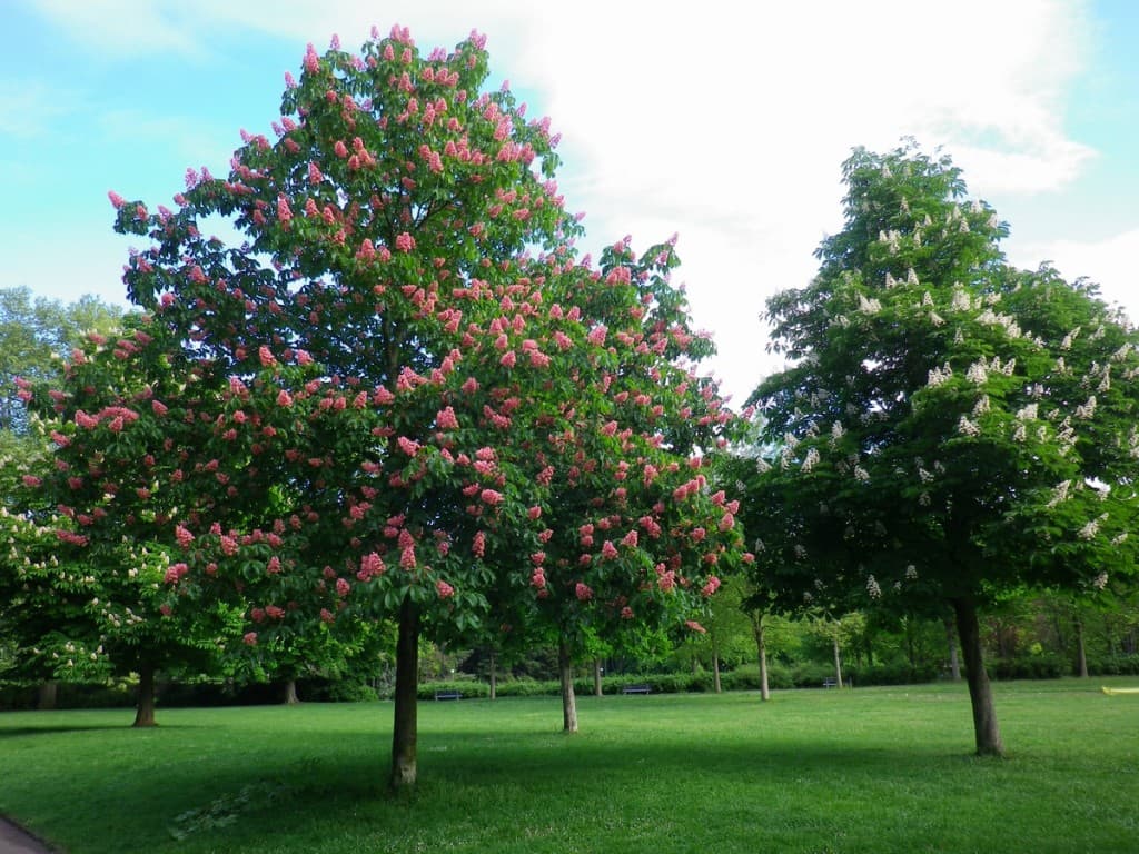 Beaux marronnniers