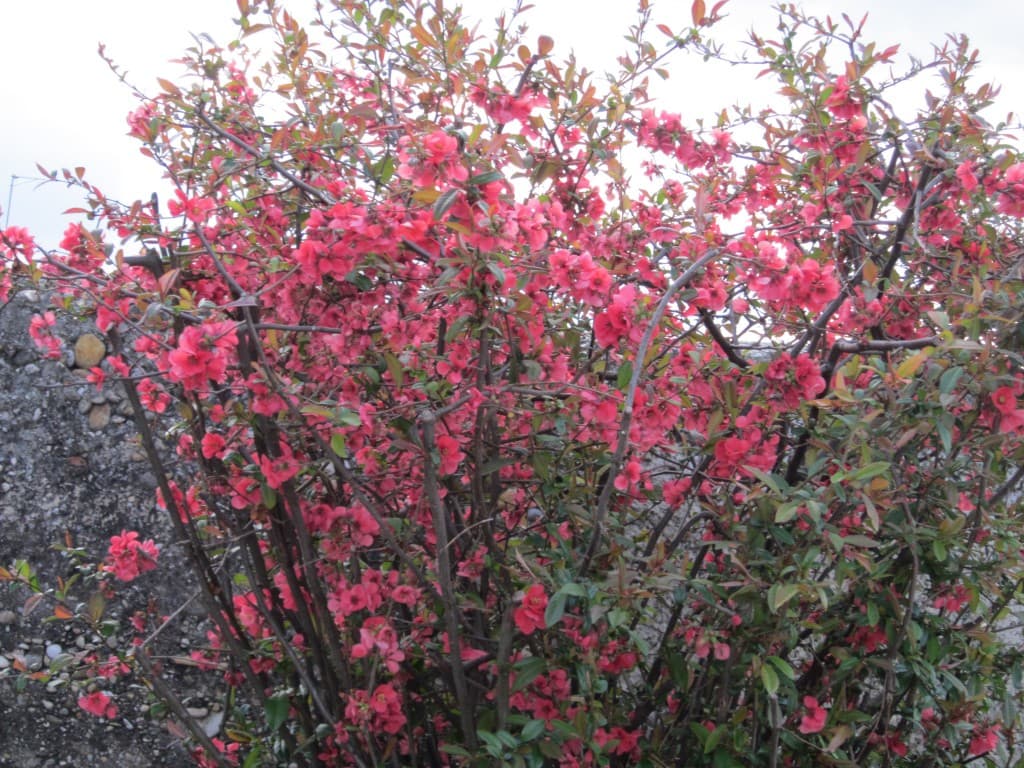 Cognassier du japon en pleine floraison