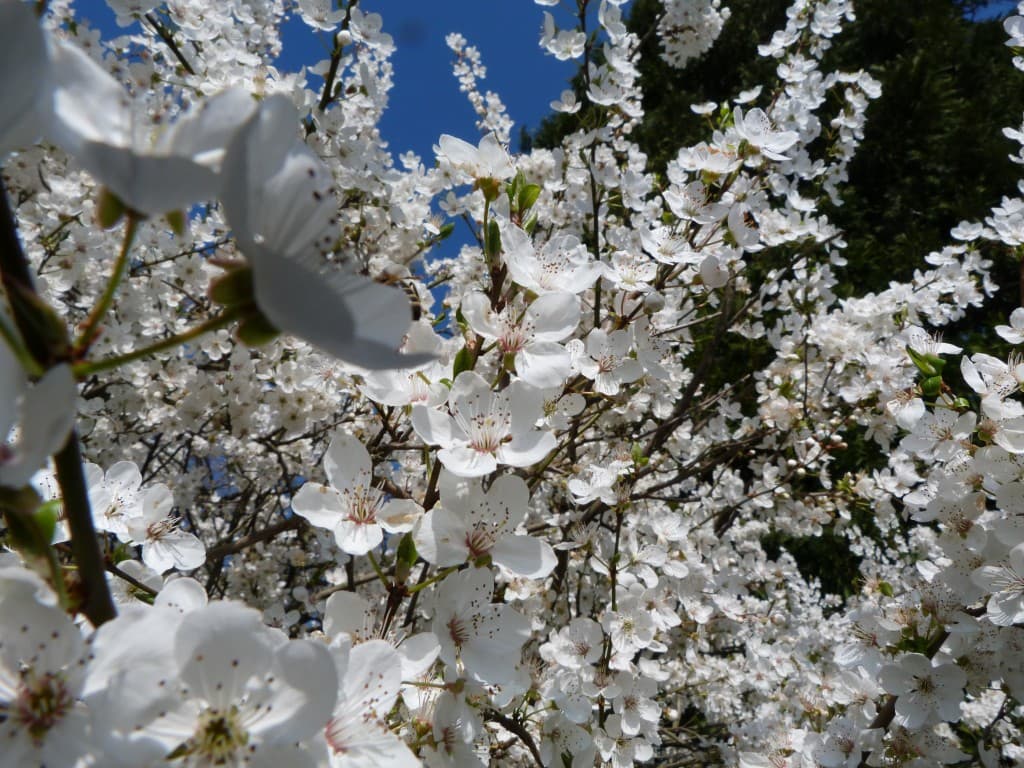 Des fleurs à profusion aux Mollieres