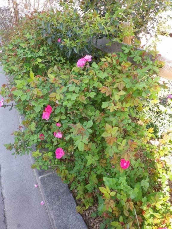 Des roses plutôt en avance !