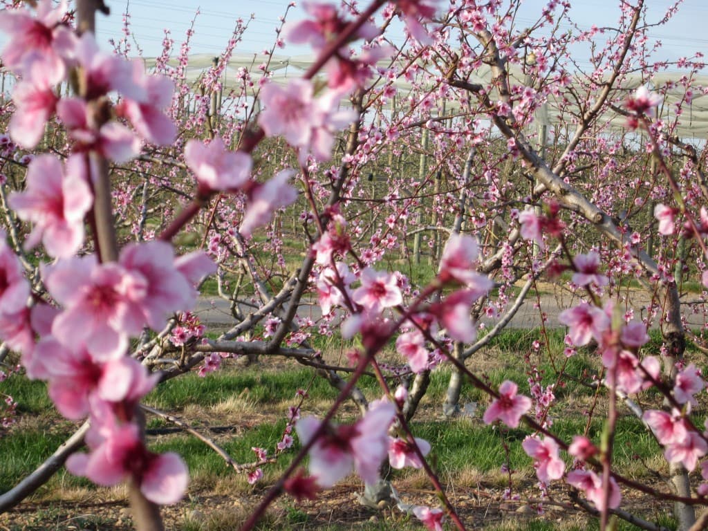 Fleurs de pêchers