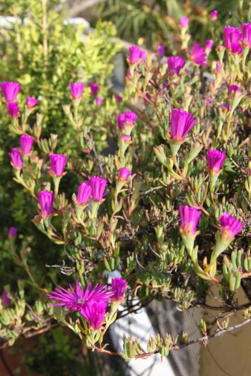 Jardinière de plantes grâces...