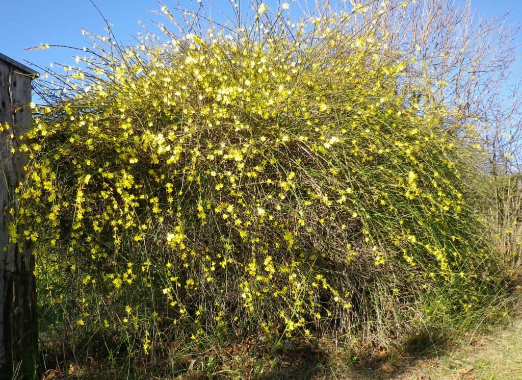 Jasmin d'hiver