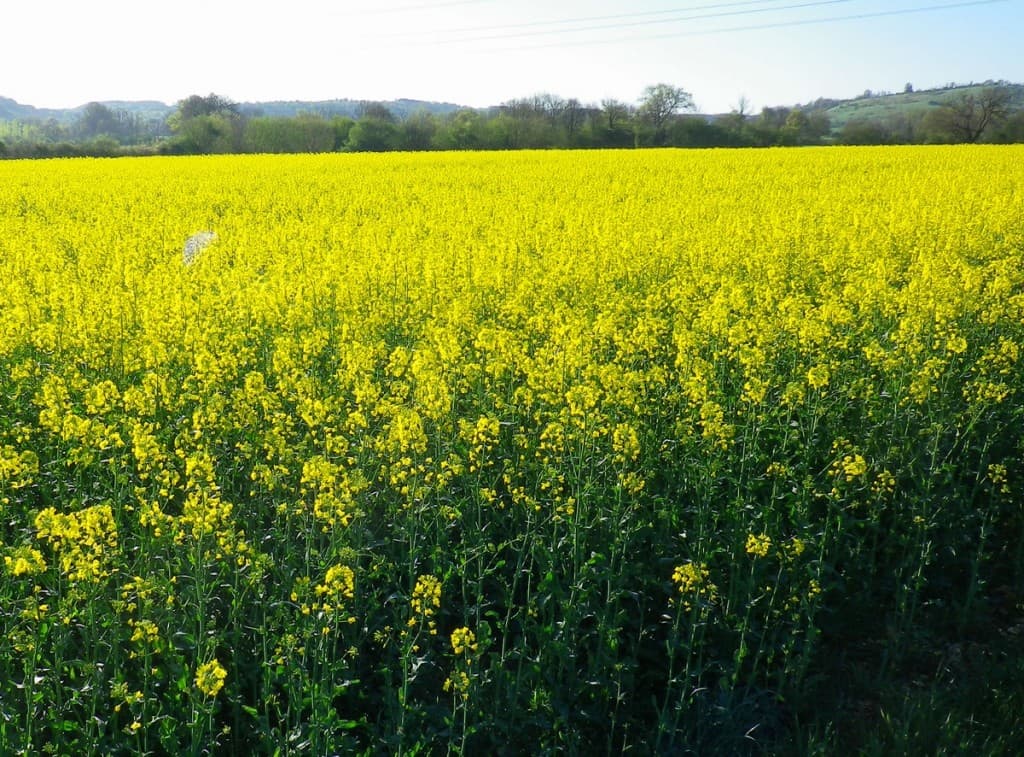 Jaune colza.