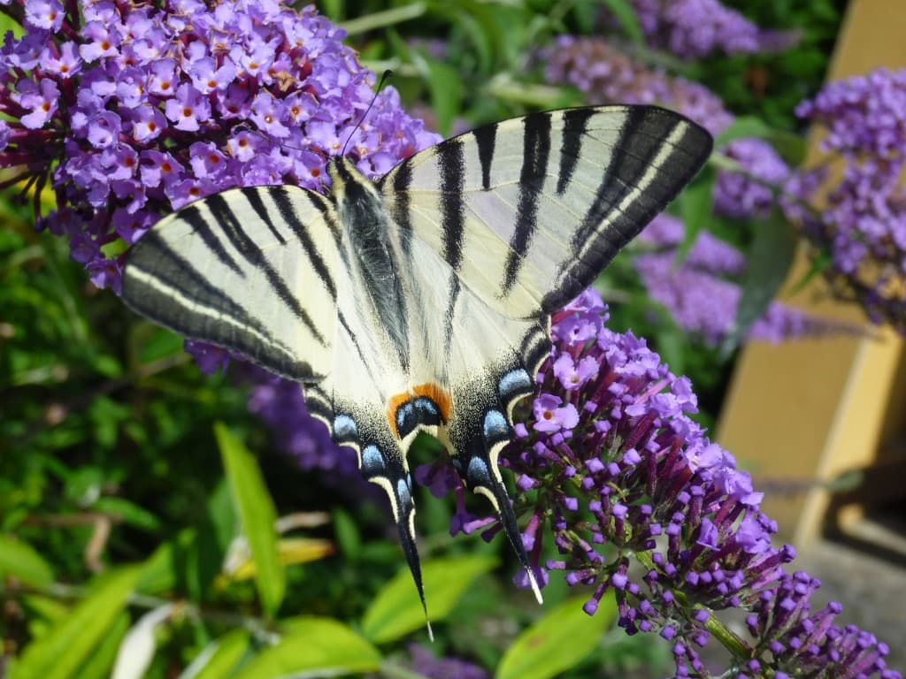 joli papillon