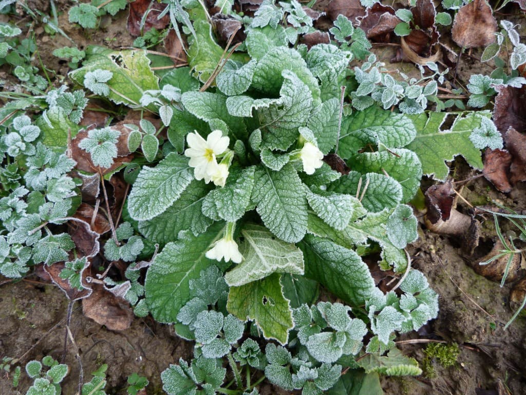 La primevere ne fait pas le printemps