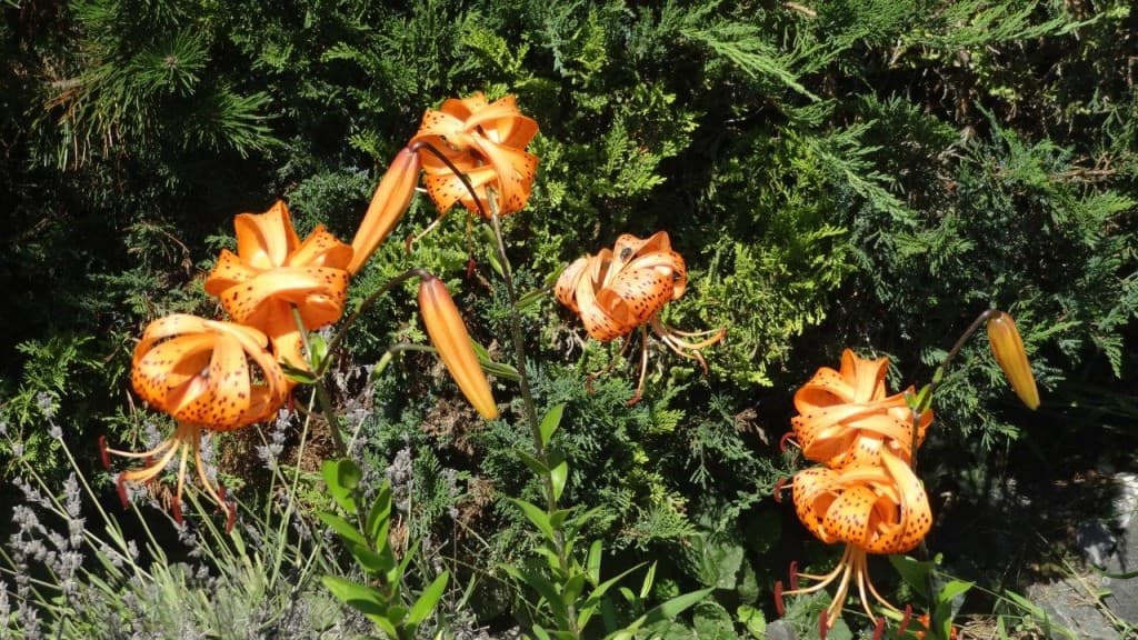 Lys MARTAGON