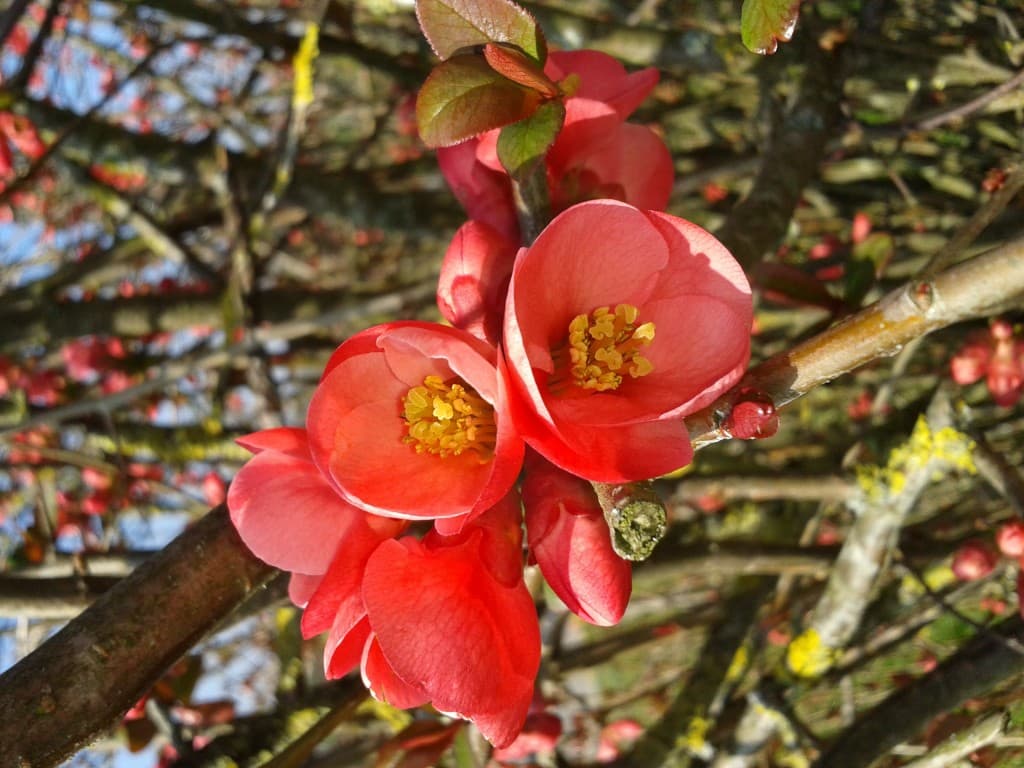 Printemps précoce