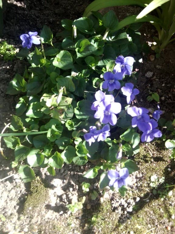 Un petit bouquet de violettes