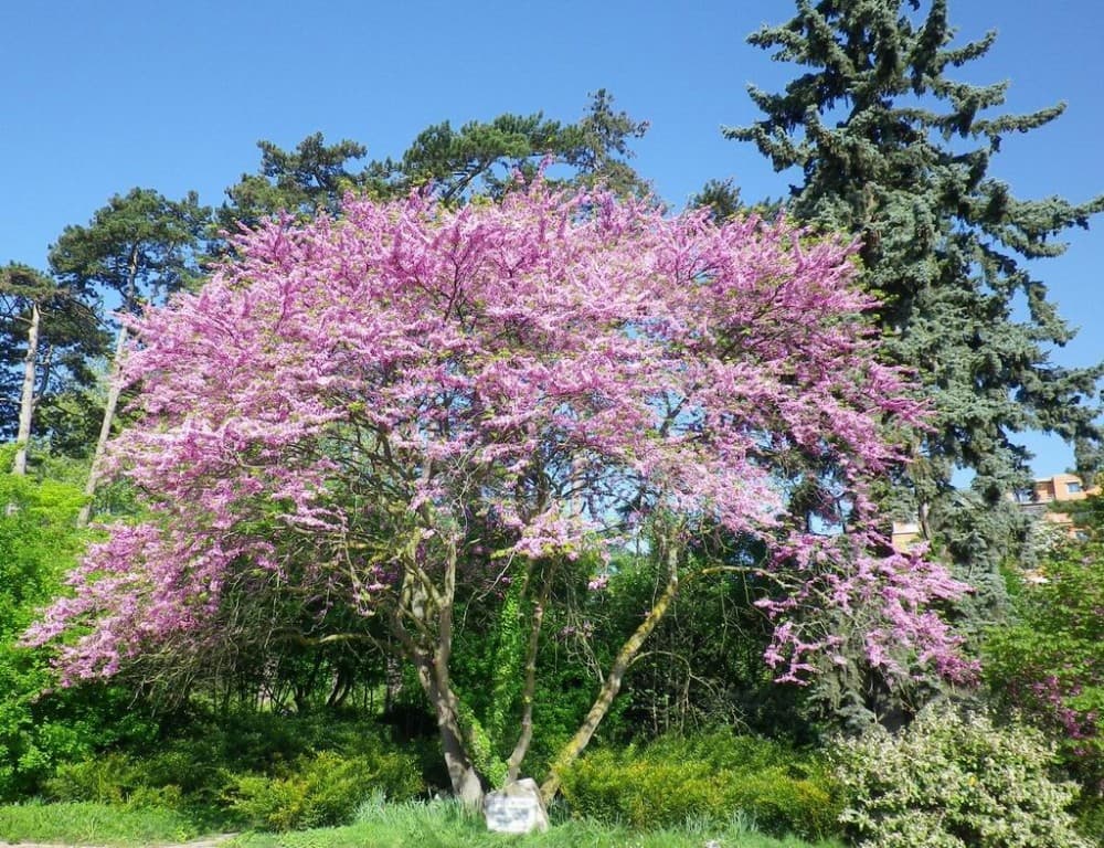 Arbre de Judée