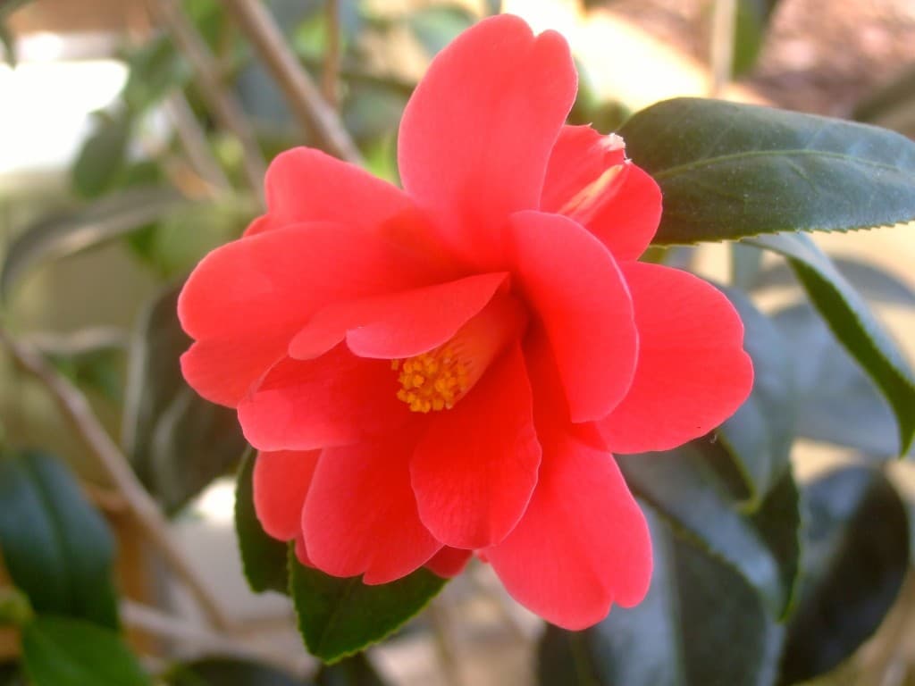 Camélia de printemps