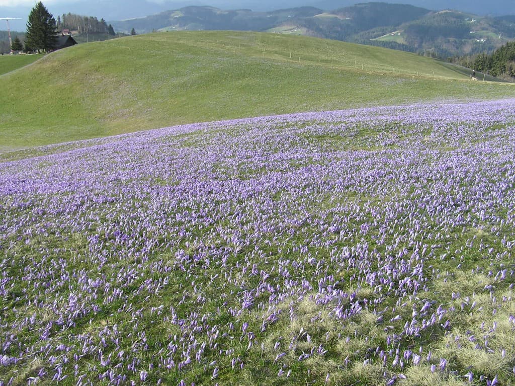 Crocus