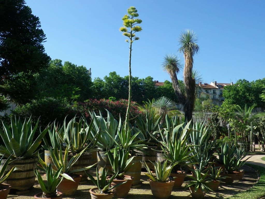 Fleur de cactus (environ 4 m. de haut ! )