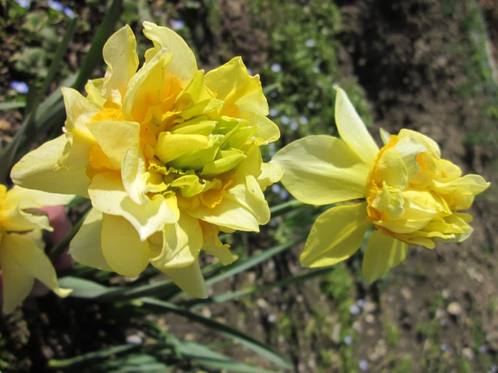 Jonquilles doubles