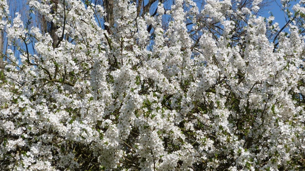 La puissance irrésistible du Printemps
