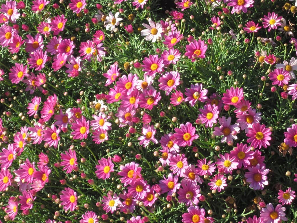 Le printemps est déjà dans le Sud