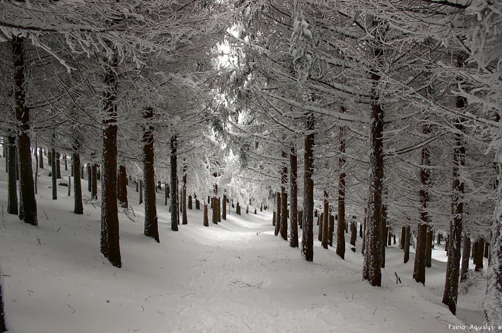 Neige Pilat 50cm