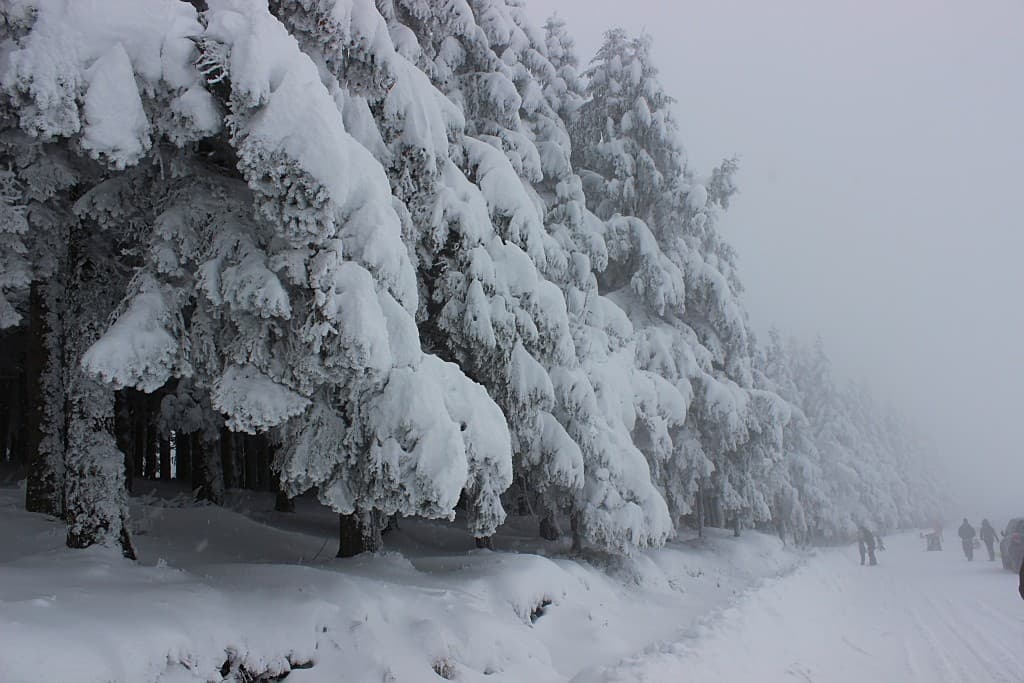 Neige Pilat 50cm