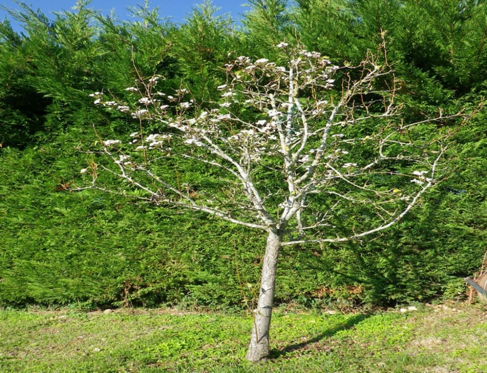 Poirier en fleurs pour la Toussaint !