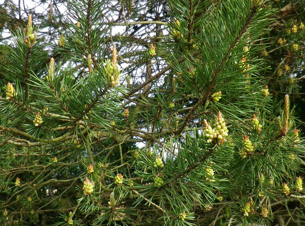 Pommes de pin en formation