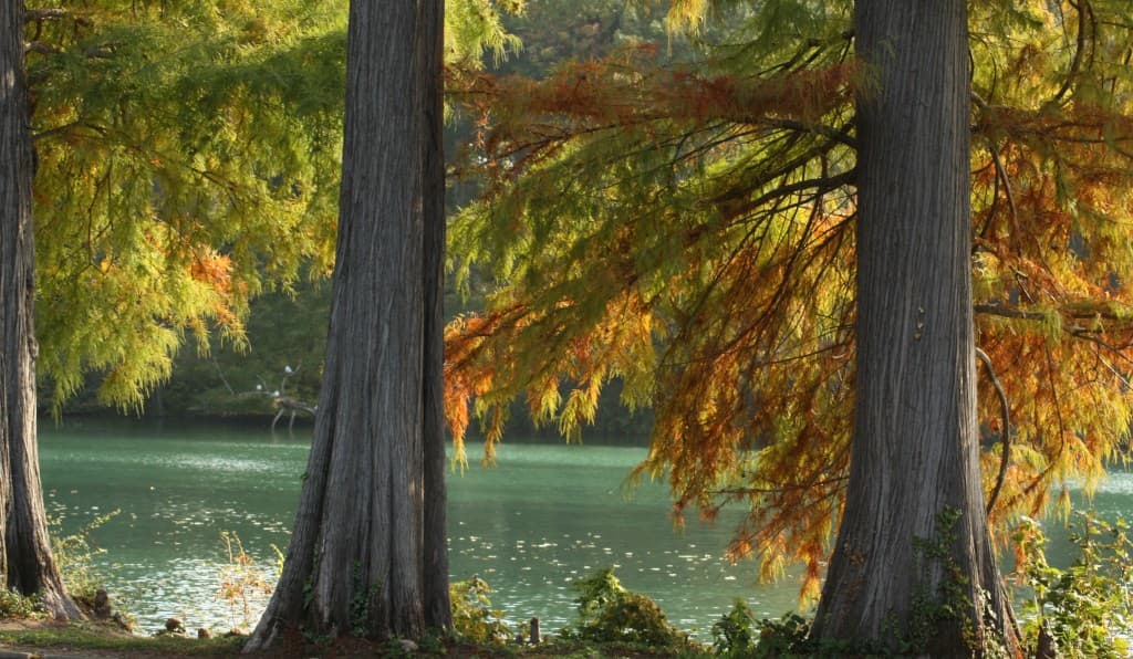 sous les sequoias
