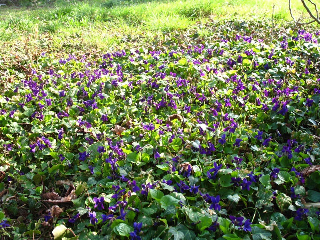 Tapis de violettes des bois