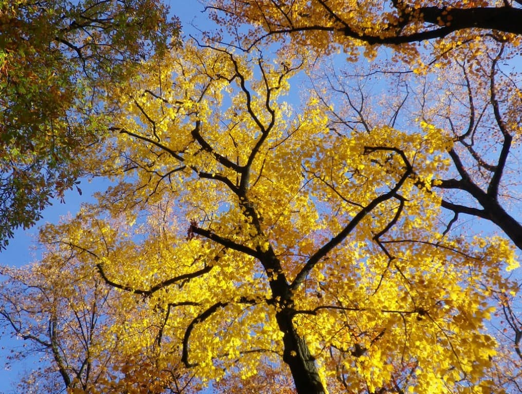 Très belles couleurs !