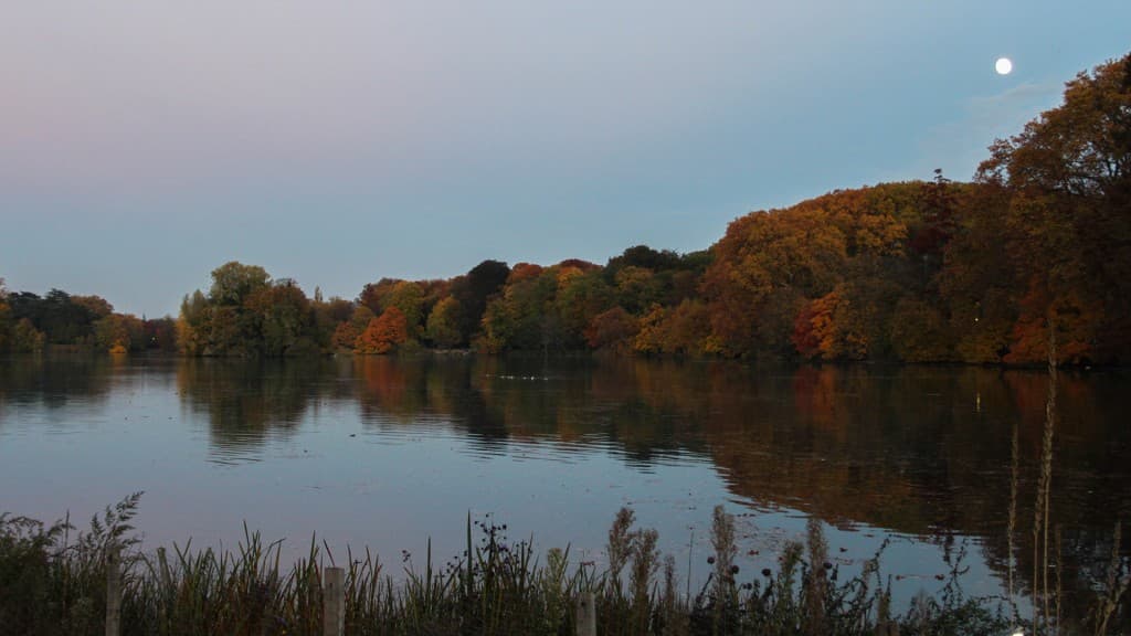 Le parc automnal sous la lune