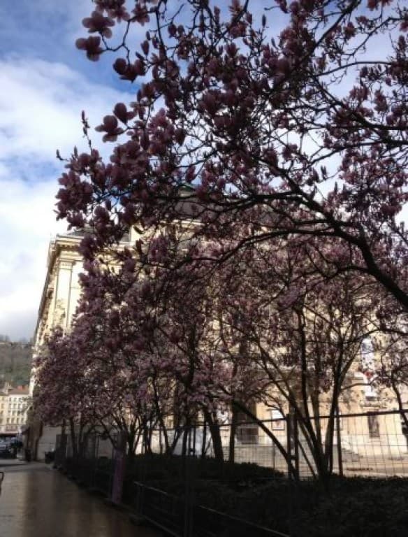 les magnolias