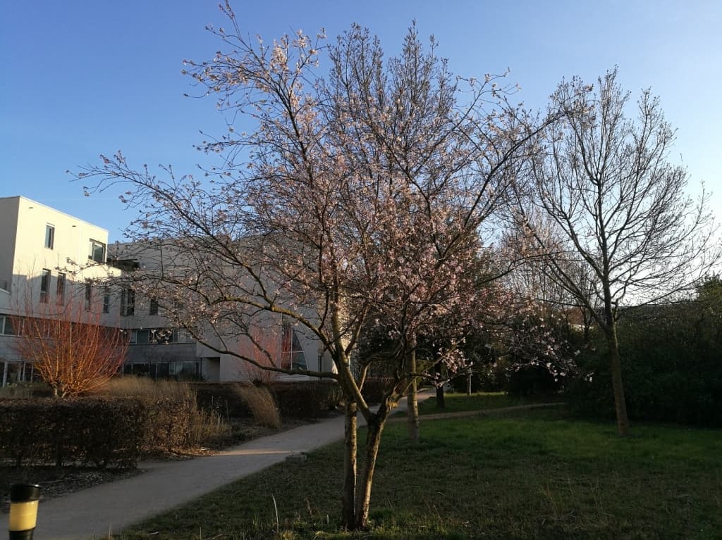 Cerisier en fleurs