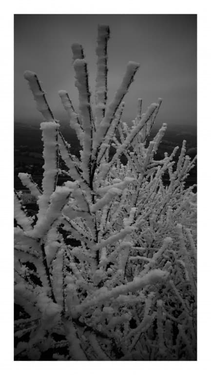 Givre sur les pentes du Mont brouilly
