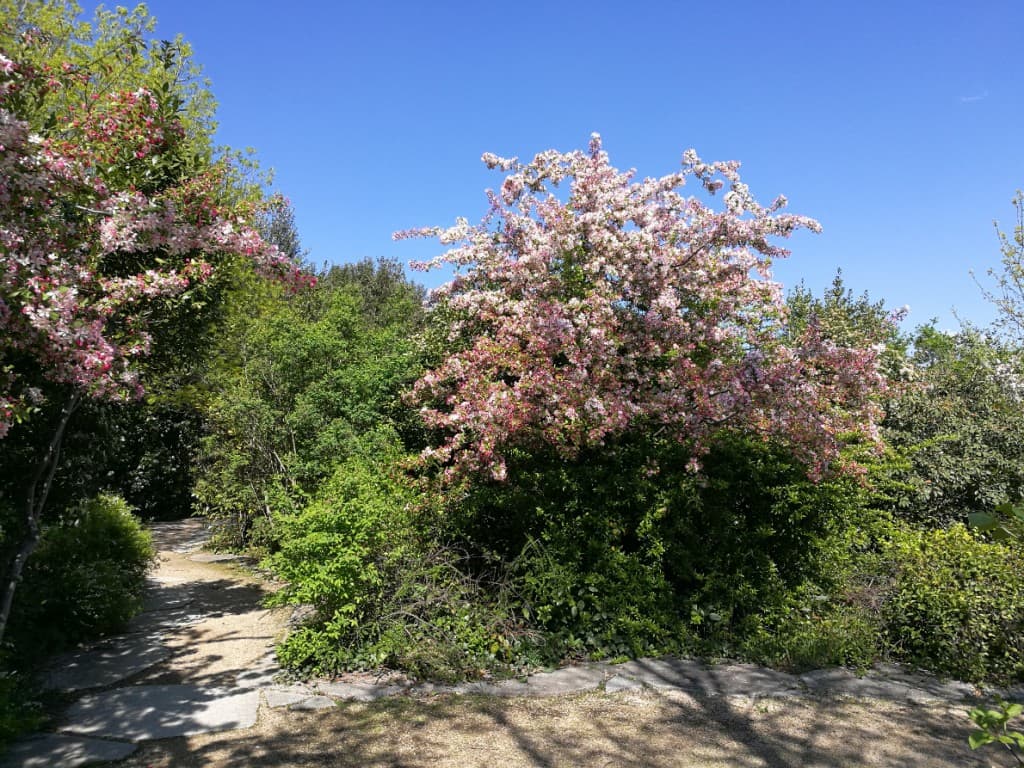Grand ciel bleu et arbres en fleurs