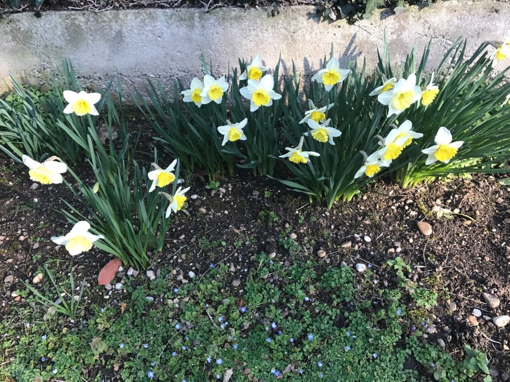 Jonquilles