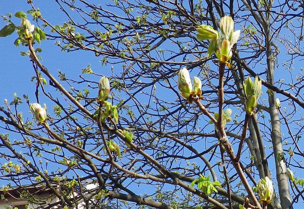 Les bourgeons de marronniers éclatent !