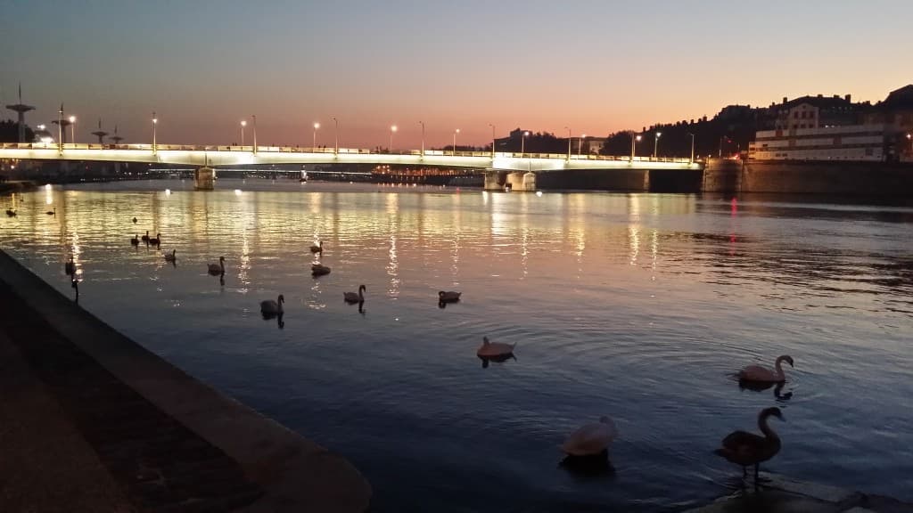 Les cygnes sur le Rhône