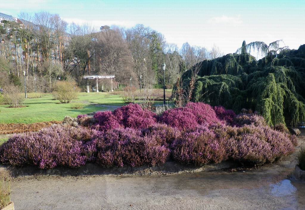 Massif de bruyères
