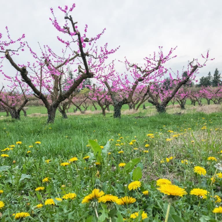 Pêchers en fleurs