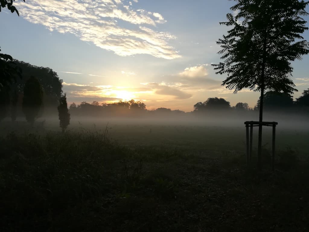 Réveil embrumé des anatidés 