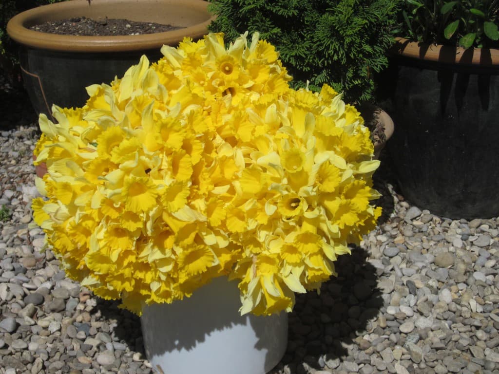 Un bouquet de jonquilles