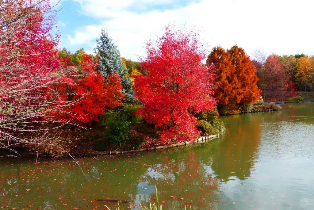 couleur d'automne 