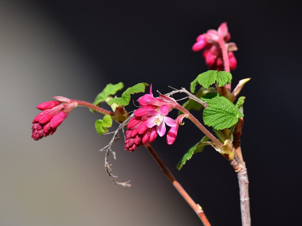 Fleurs naissantes